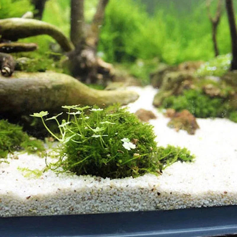 Aquarium Moosball Filter aus Kunststoff | Fadenstruktur für Moos und Wasserpflanzen | Hält Filtermaterial für klares Wasser 4