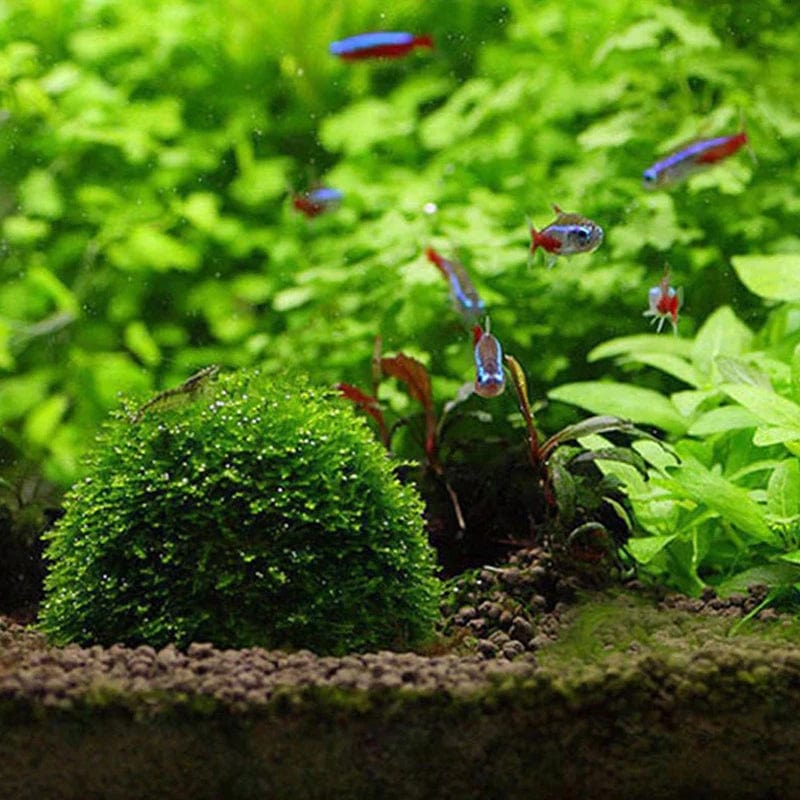Aquarium Moosball Filter aus Kunststoff | Fadenstruktur für Moos und Wasserpflanzen | Hält Filtermaterial für klares Wasser 5