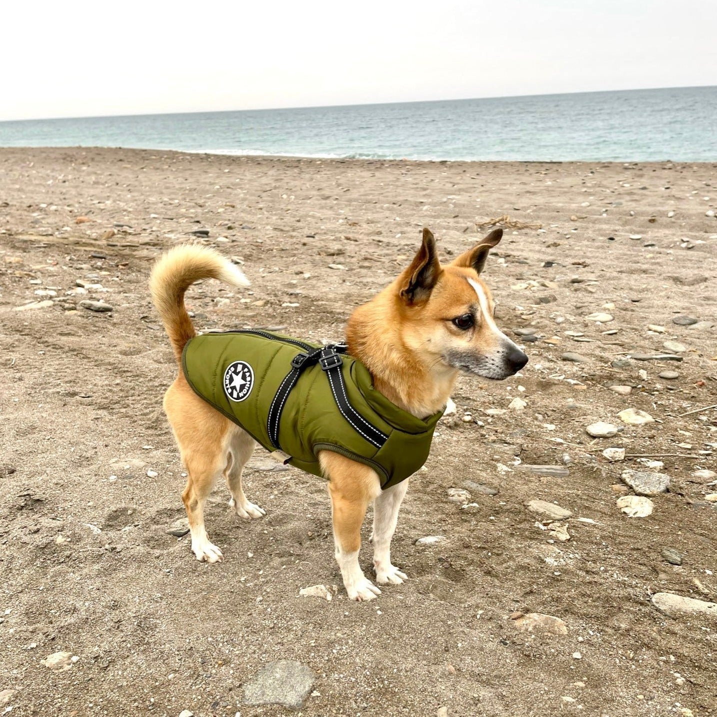Hundejacke | Wind- & Wasserabweisend | Integriertes Geschirr | DoggyKönig