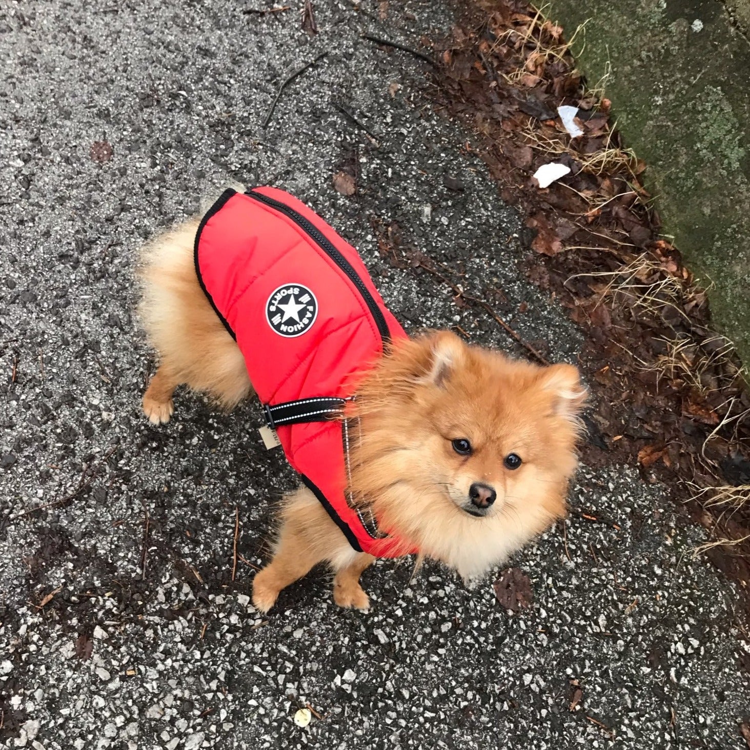 Hundejacke | Wind- & Wasserabweisend | Integriertes Geschirr | DoggyKönig