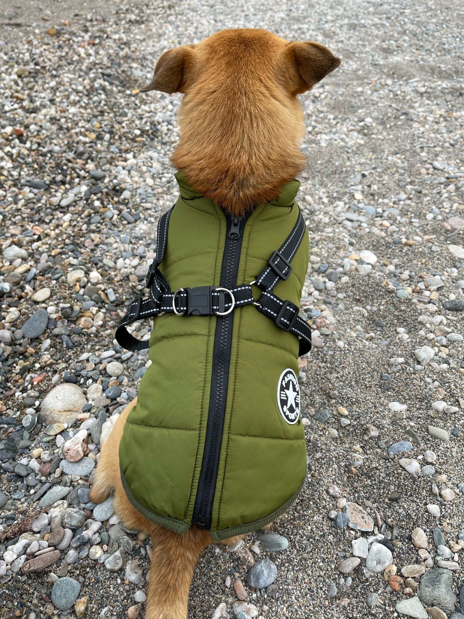Hundejacke | Wind- & Wasserabweisend | Integriertes Geschirr | DoggyKönig