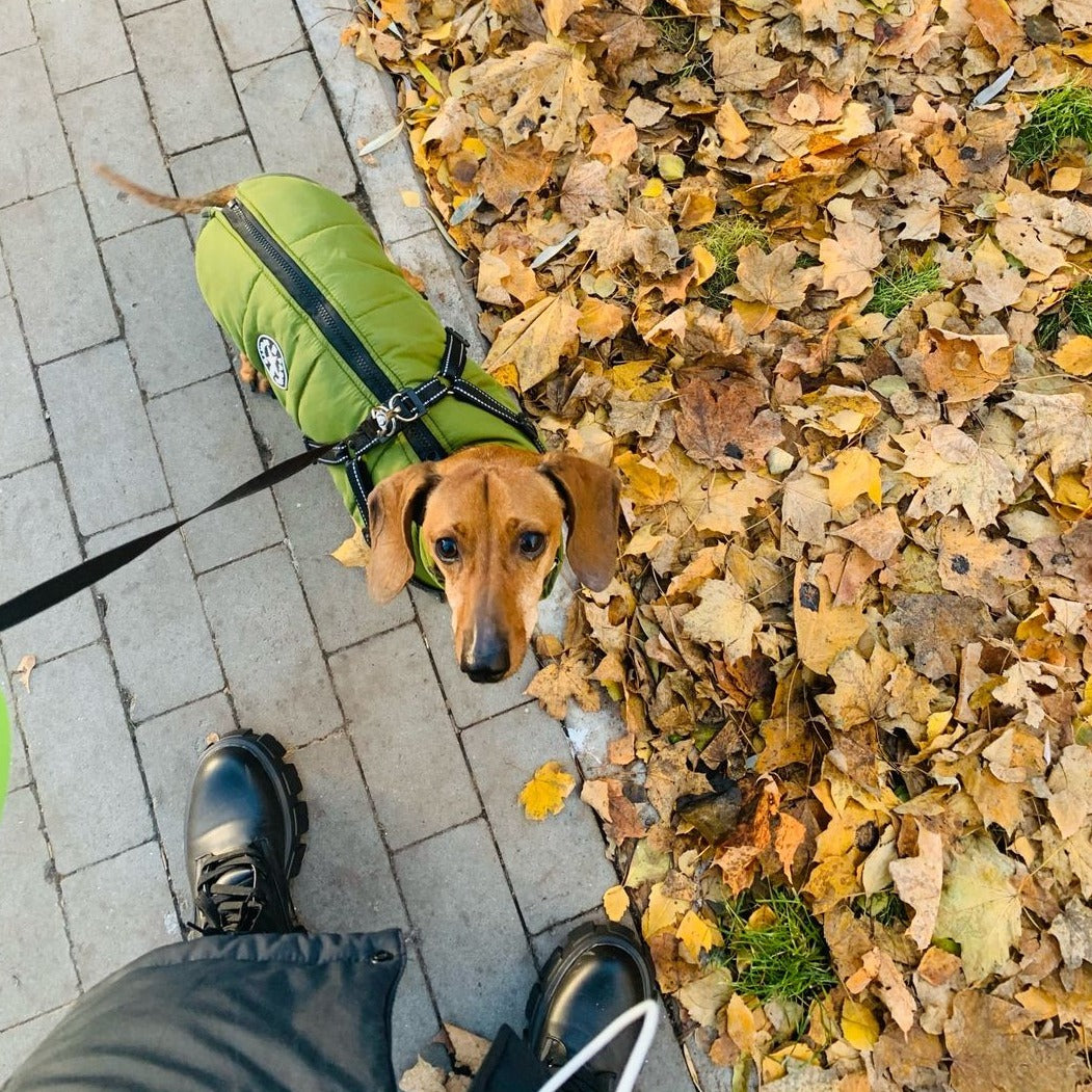 Hundejacke | Wind- & Wasserabweisend | Integriertes Geschirr | DoggyKönig