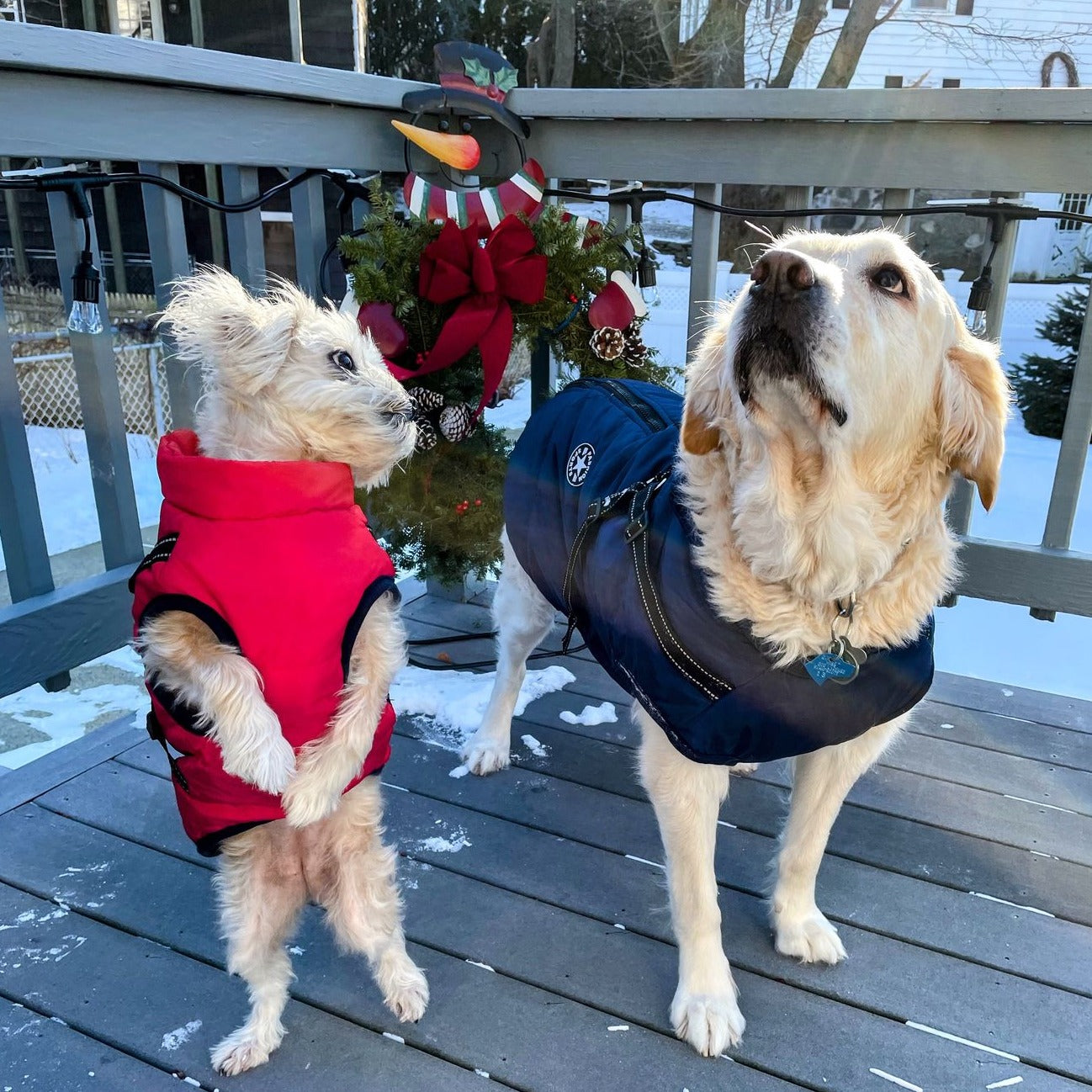 Hundejacke | Wind- & Wasserabweisend | Integriertes Geschirr | DoggyKönig