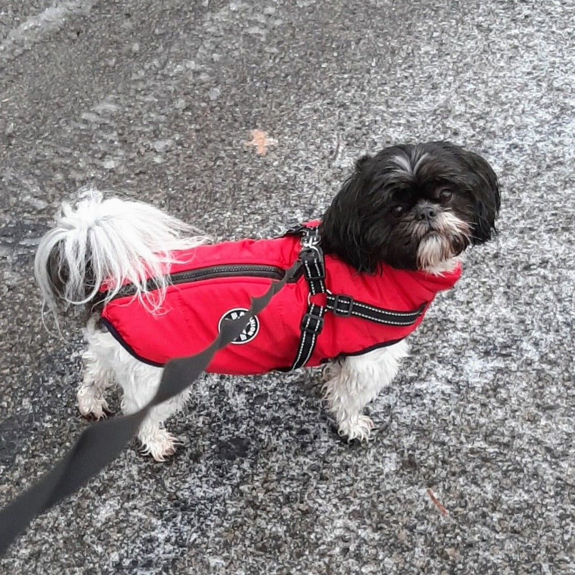 Hundejacke | Wind- & Wasserabweisend | Integriertes Geschirr | DoggyKönig