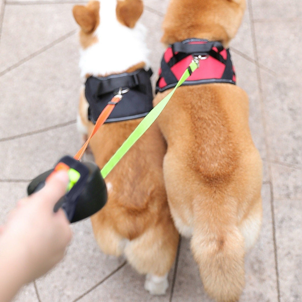 Doppelleine für Hunde mit LED-Licht | 360° Anti-Tangle-System, 3 m einziehbar pro Seite | Reflektierend für mehr Sicherheit 4